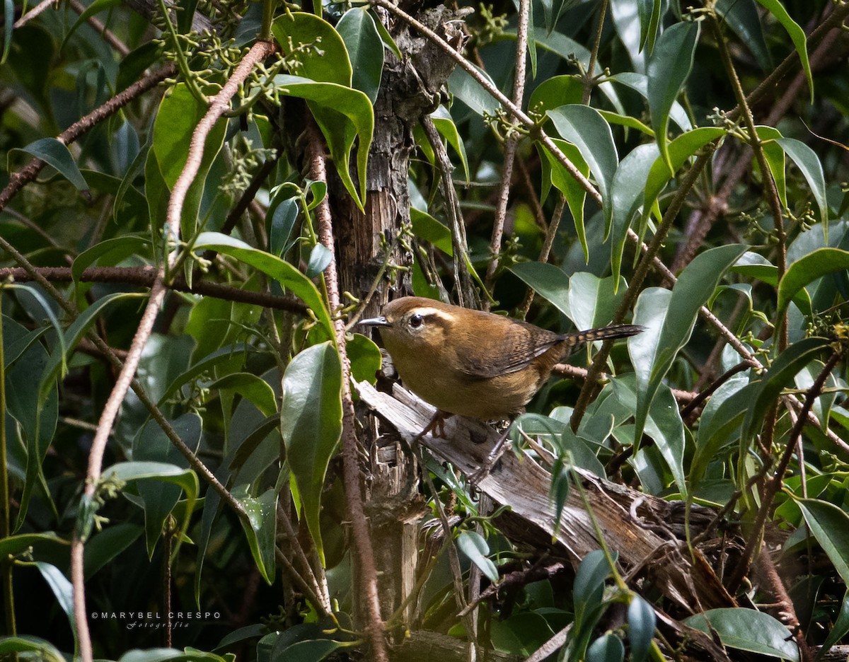 Mountain Wren - Marybel Crespo Saucedo