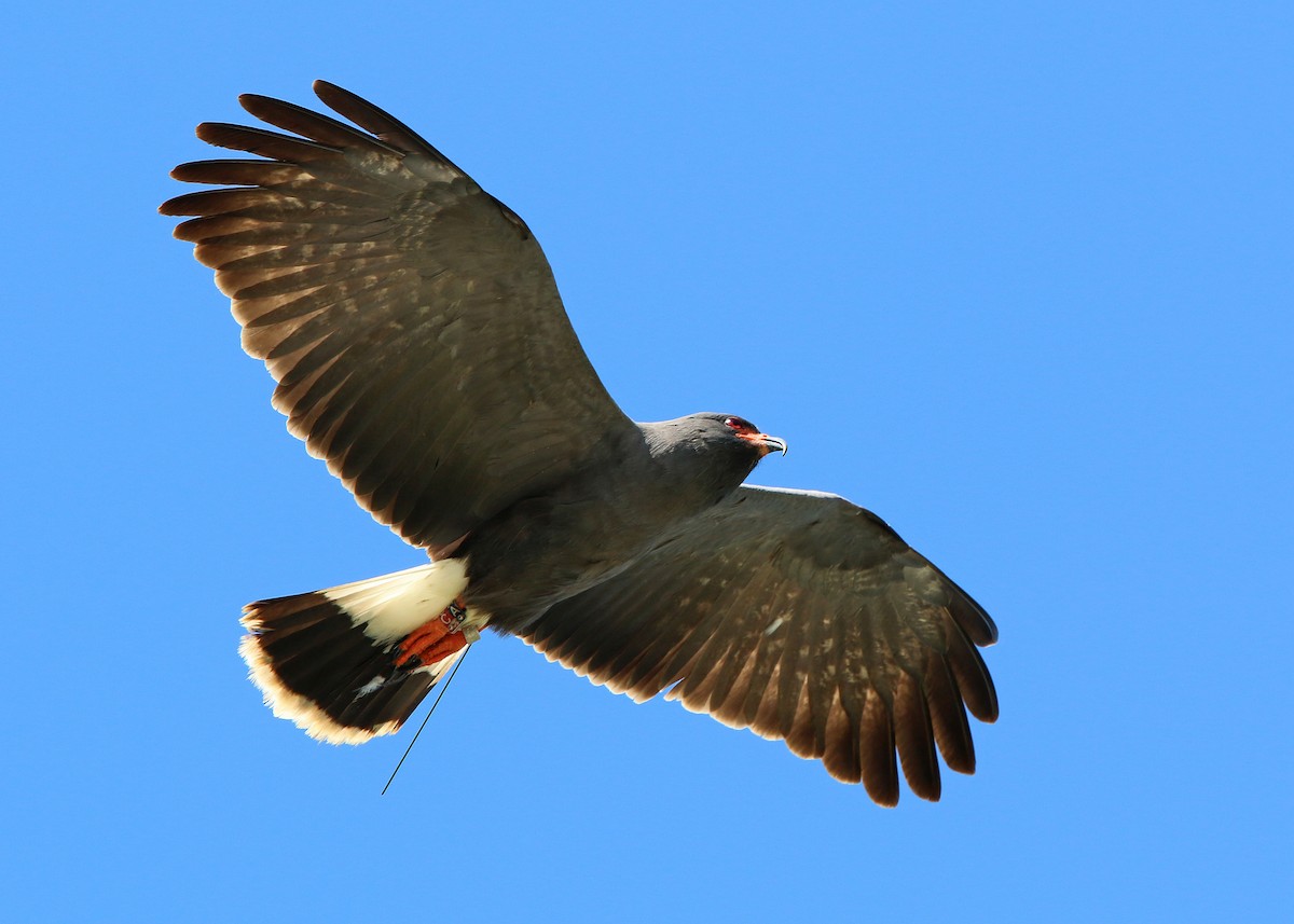 Snail Kite - William Clark