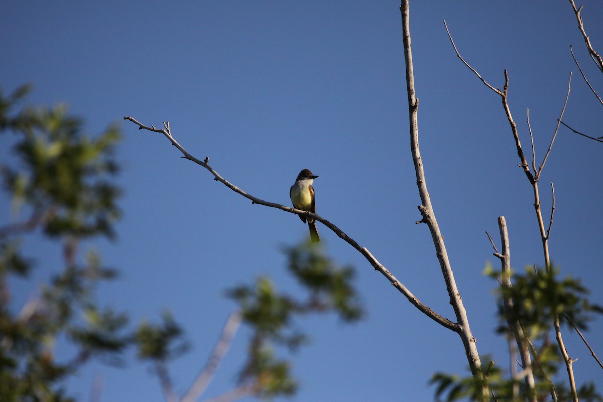 Brown-crested Flycatcher - Guy David