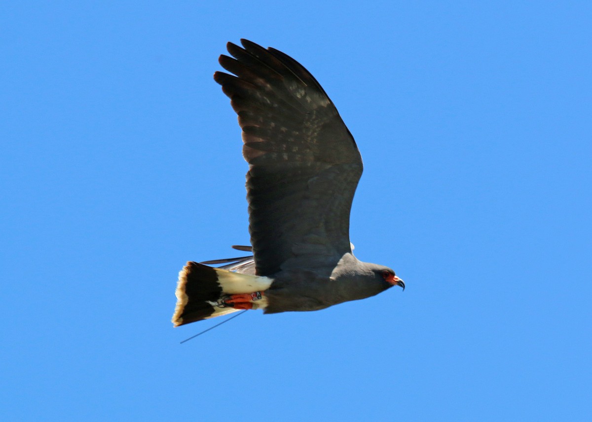 Snail Kite - William Clark