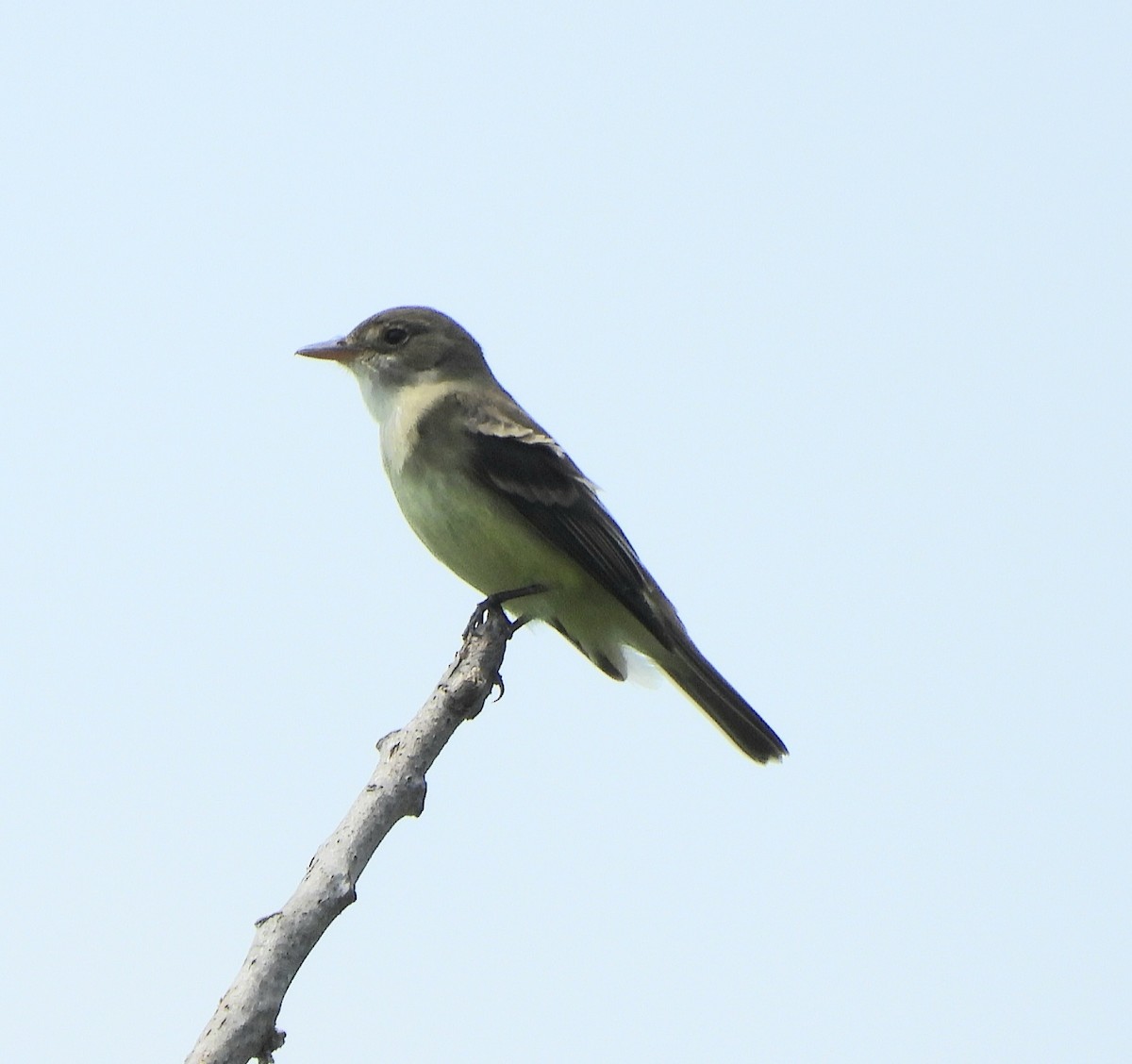 Alder Flycatcher - Debbie Bishop