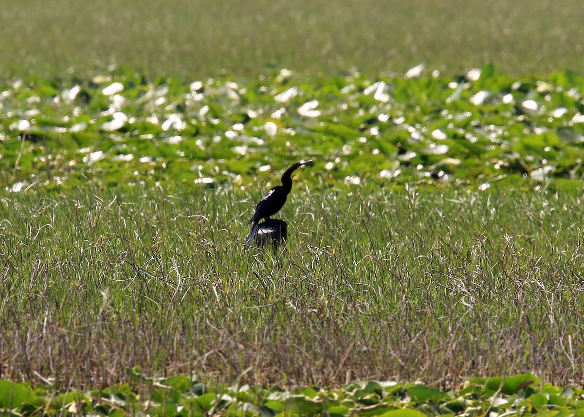 Anhinga d'Amérique - ML619418519