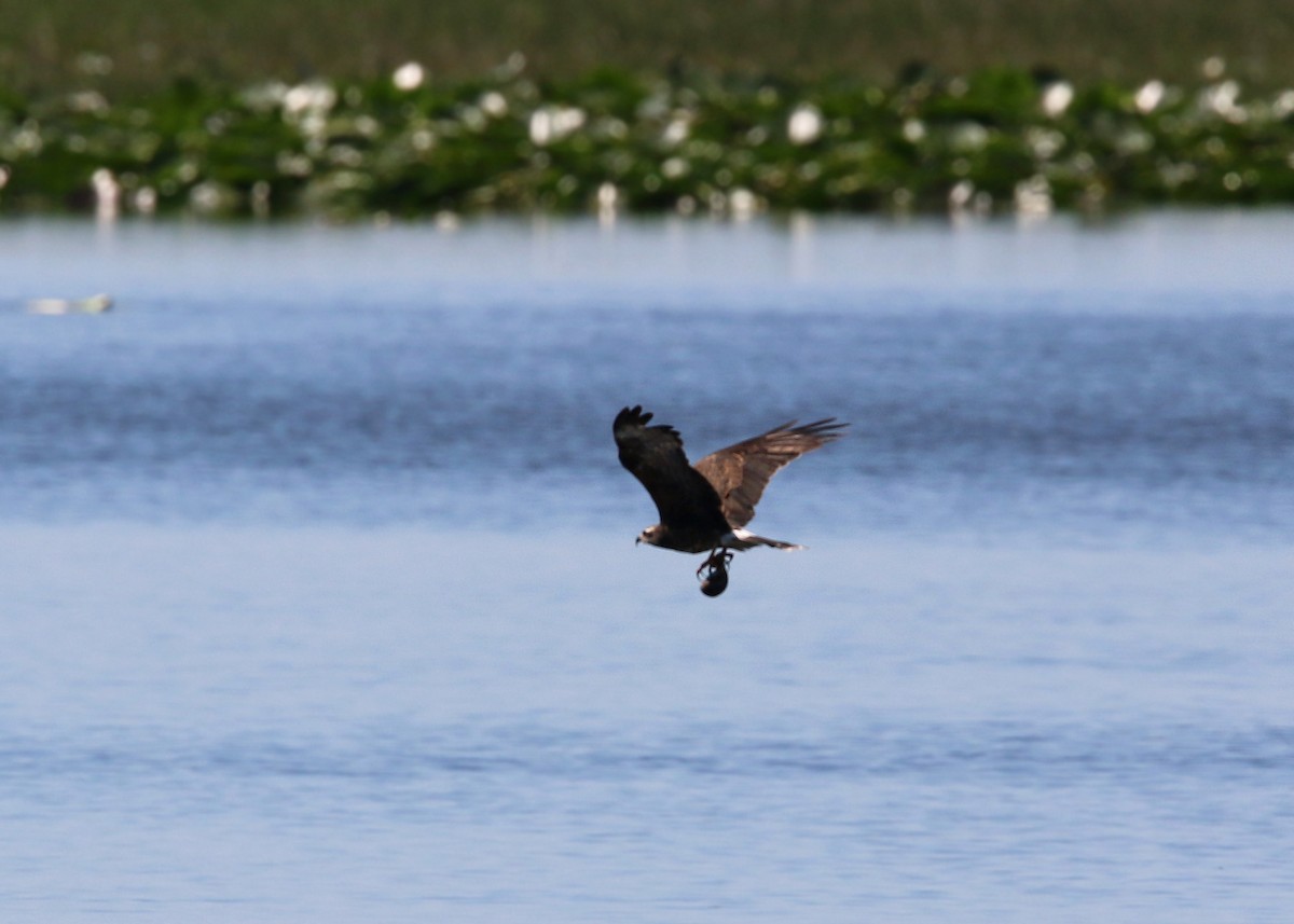 Snail Kite - William Clark