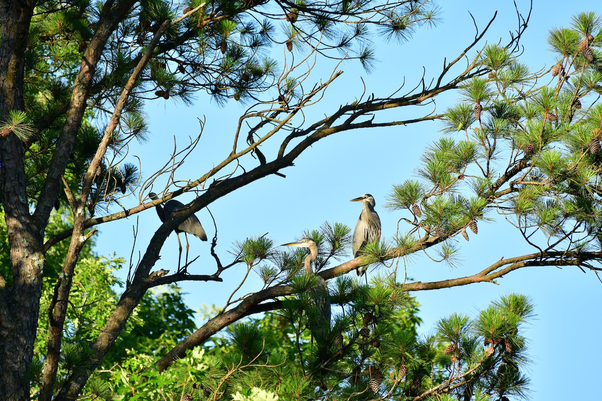 Great Blue Heron - Gary Warner