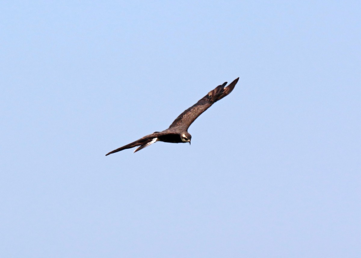 Snail Kite - William Clark