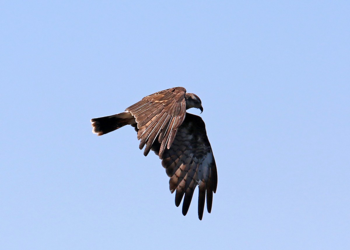 Snail Kite - William Clark