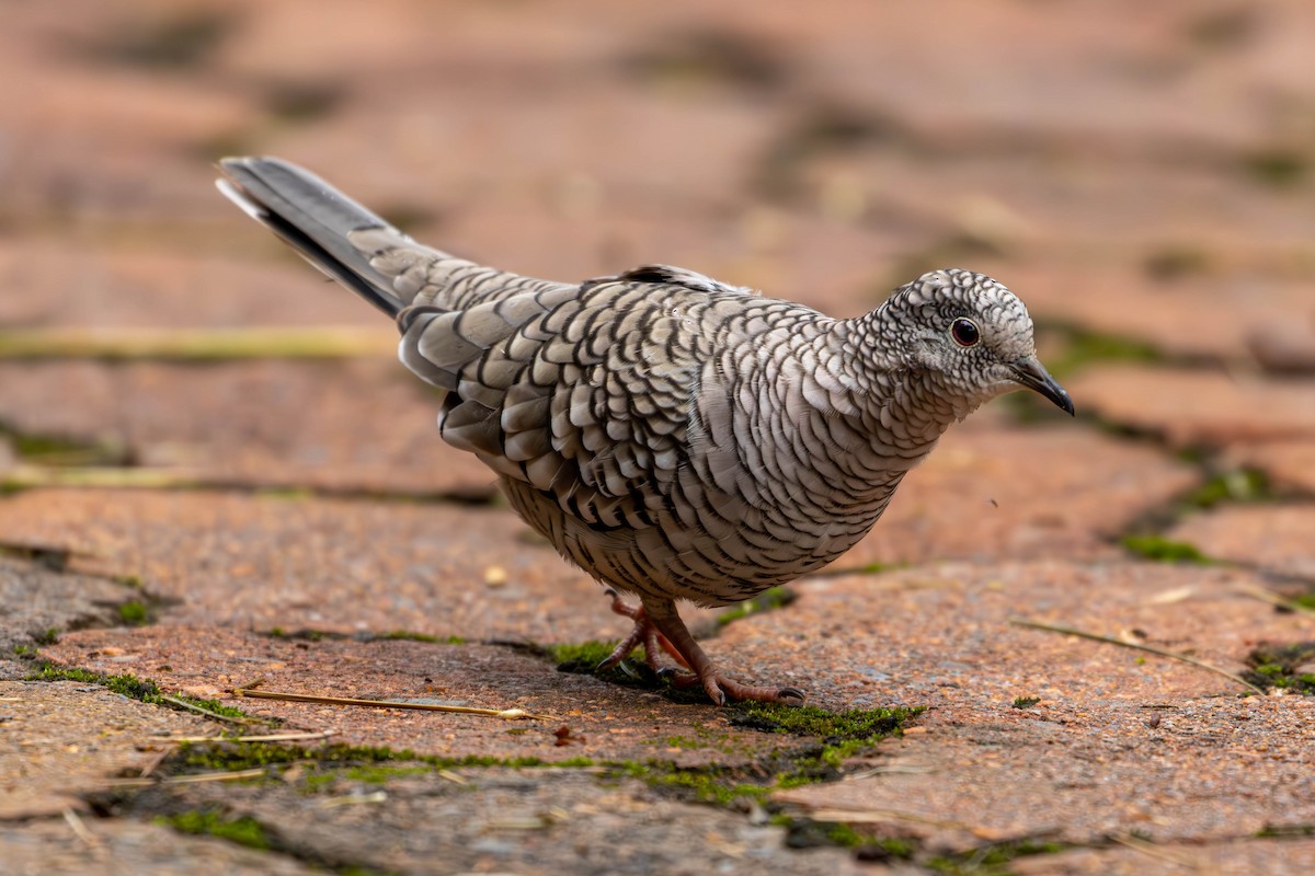 Scaled Dove - Katia Oliveira