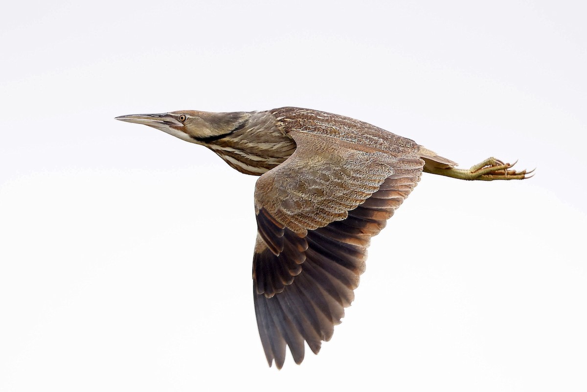 American Bittern - Charles Fitzpatrick