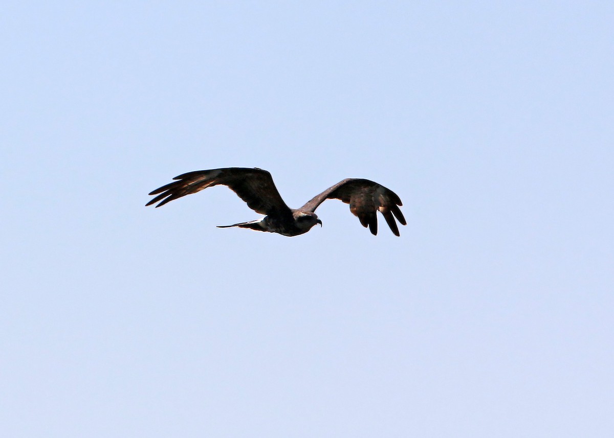 Snail Kite - William Clark