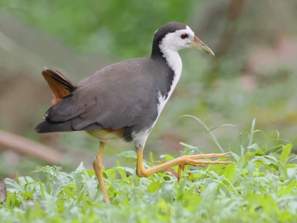 White-breasted Waterhen - Charles Lam