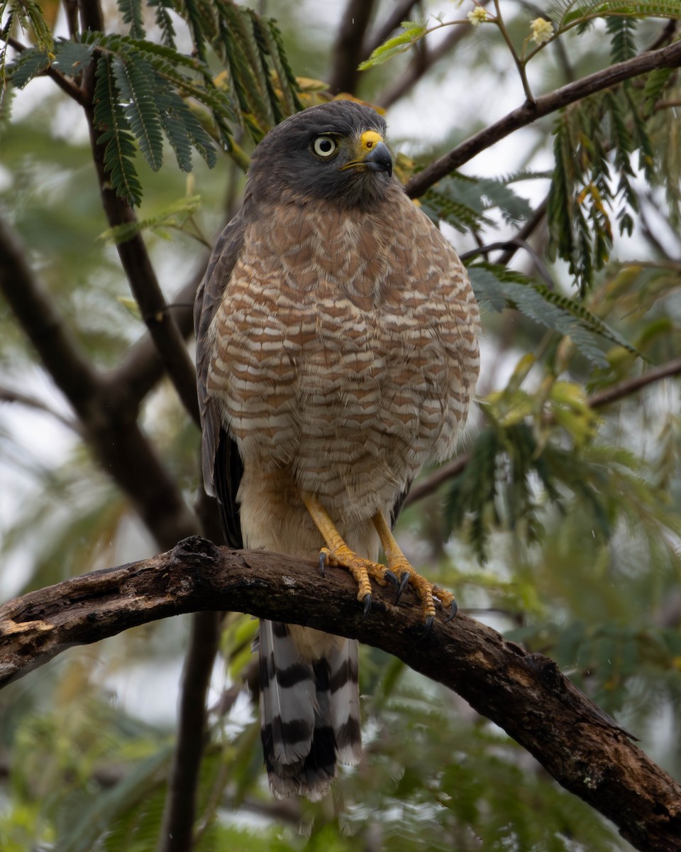 Roadside Hawk - Katia Oliveira