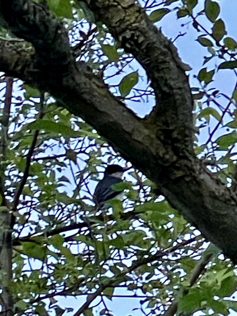 Eastern Kingbird - ML619418544