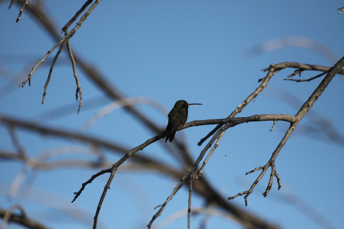 Broad-billed Hummingbird - Guy David