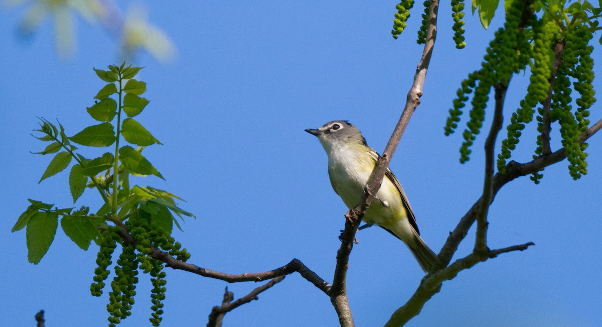 Blue-headed Vireo - Travis Vance