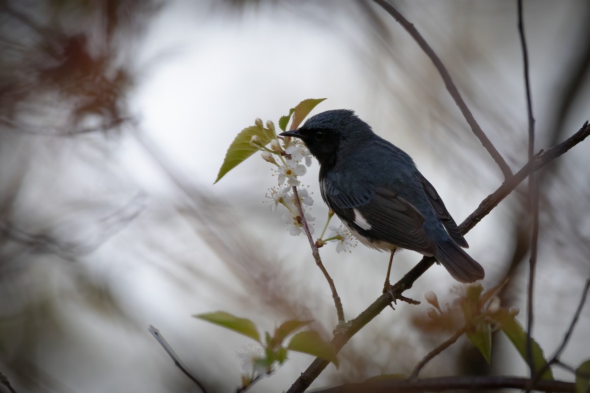 Black-throated Blue Warbler - Aaron Kuiper