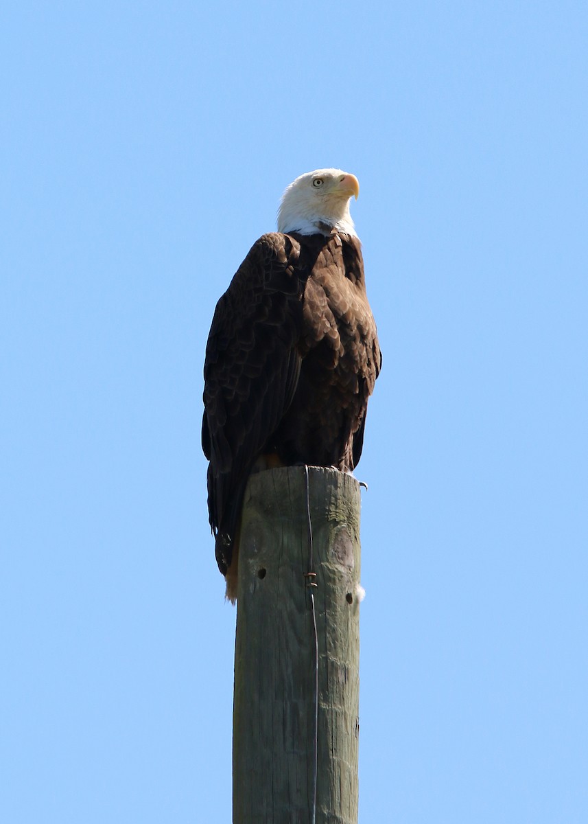 Bald Eagle - ML619418558