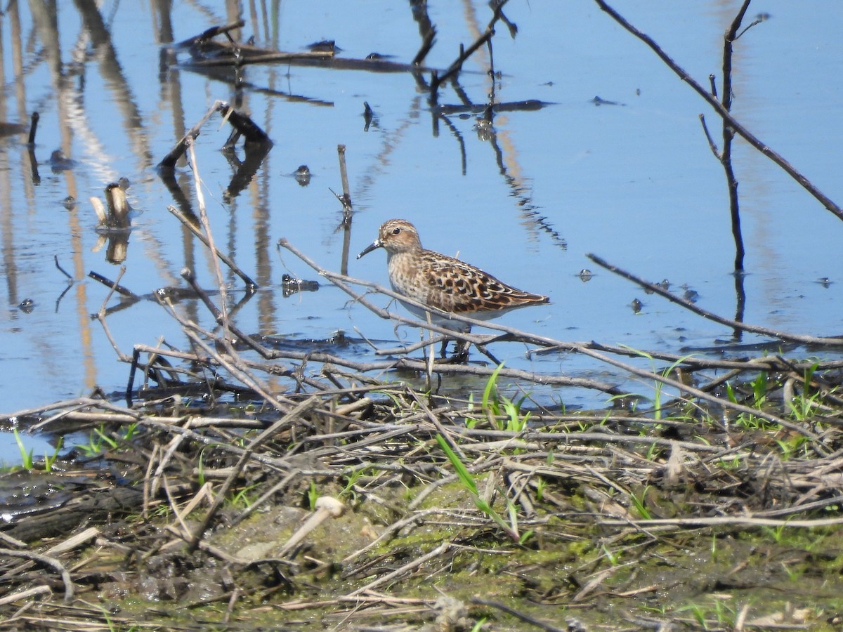 Least Sandpiper - Tracee Fugate