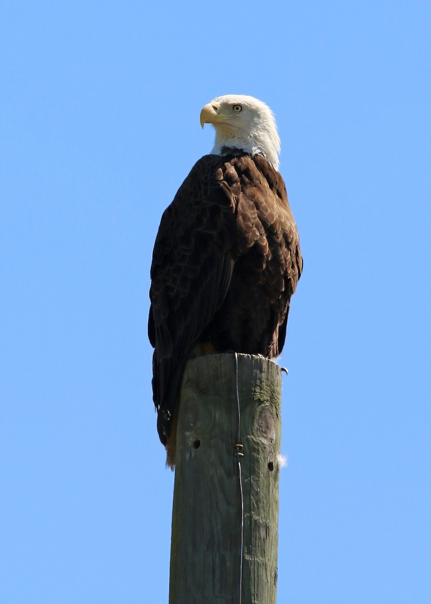 Weißkopf-Seeadler - ML619418562