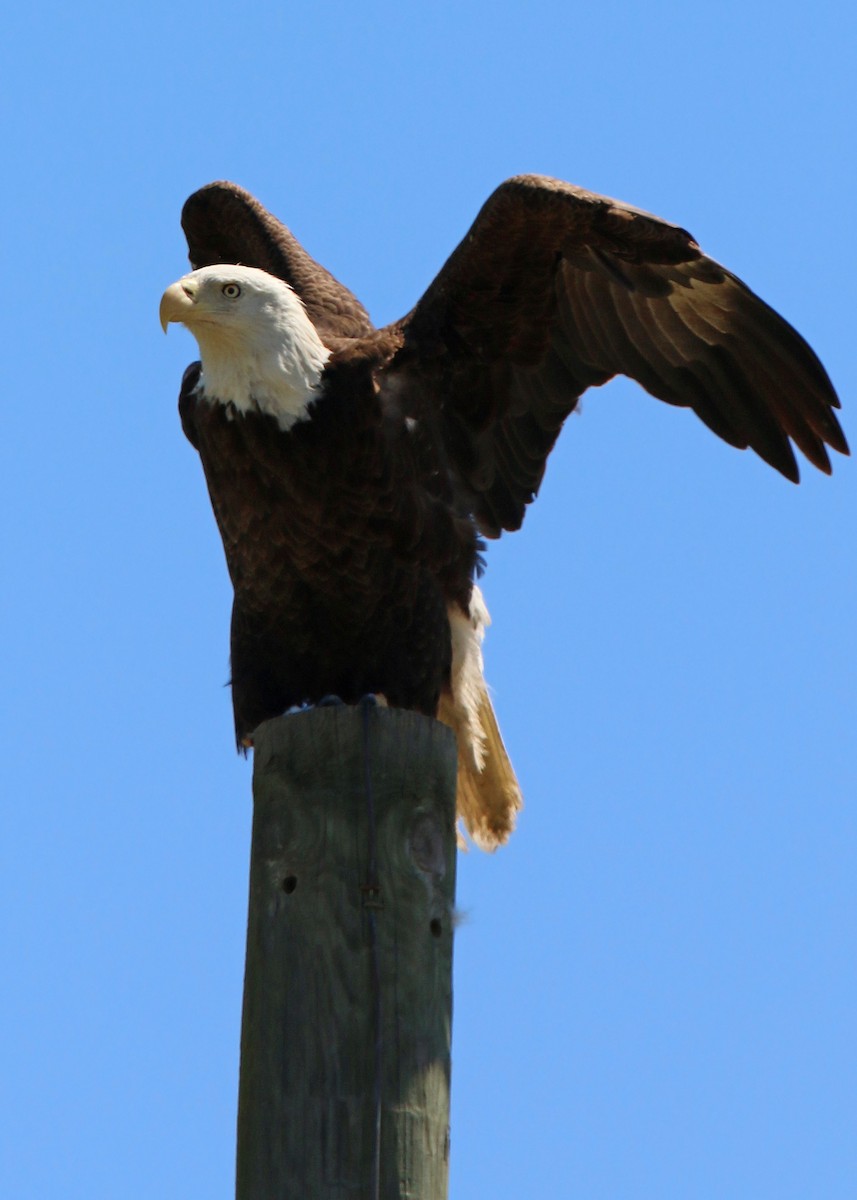 Bald Eagle - ML619418563