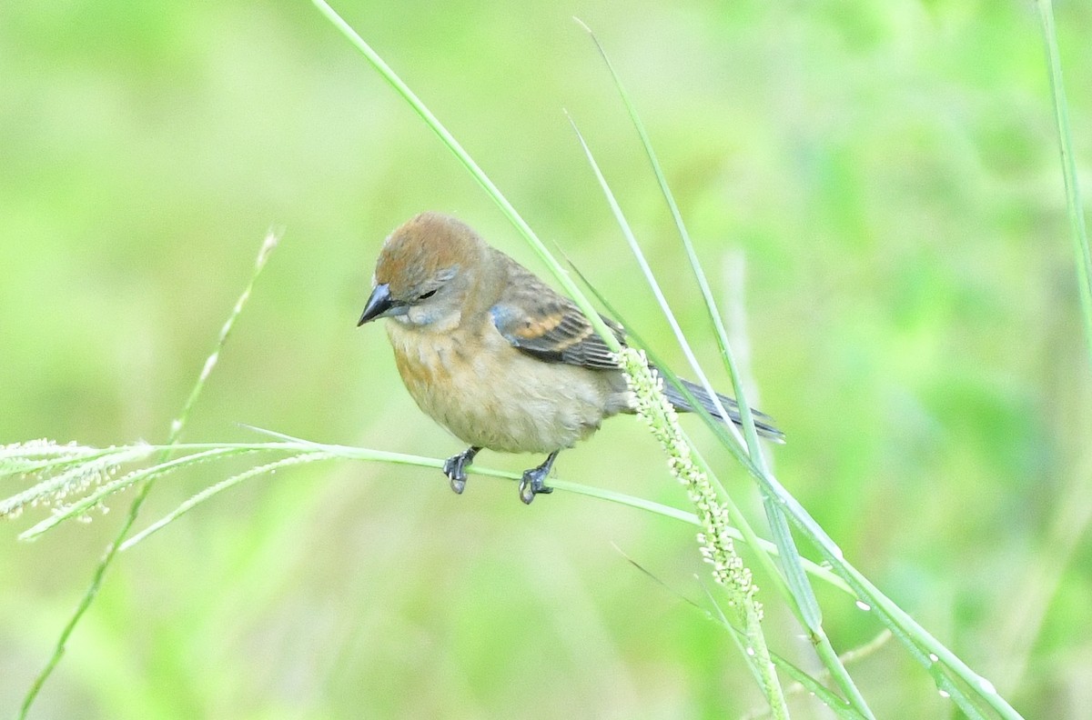 Blue Grosbeak - Gary Warner