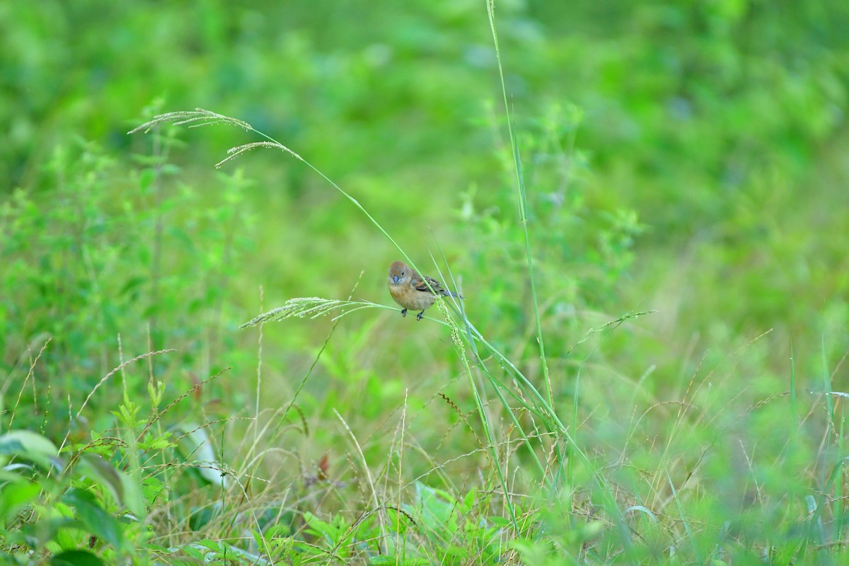 Blue Grosbeak - Gary Warner