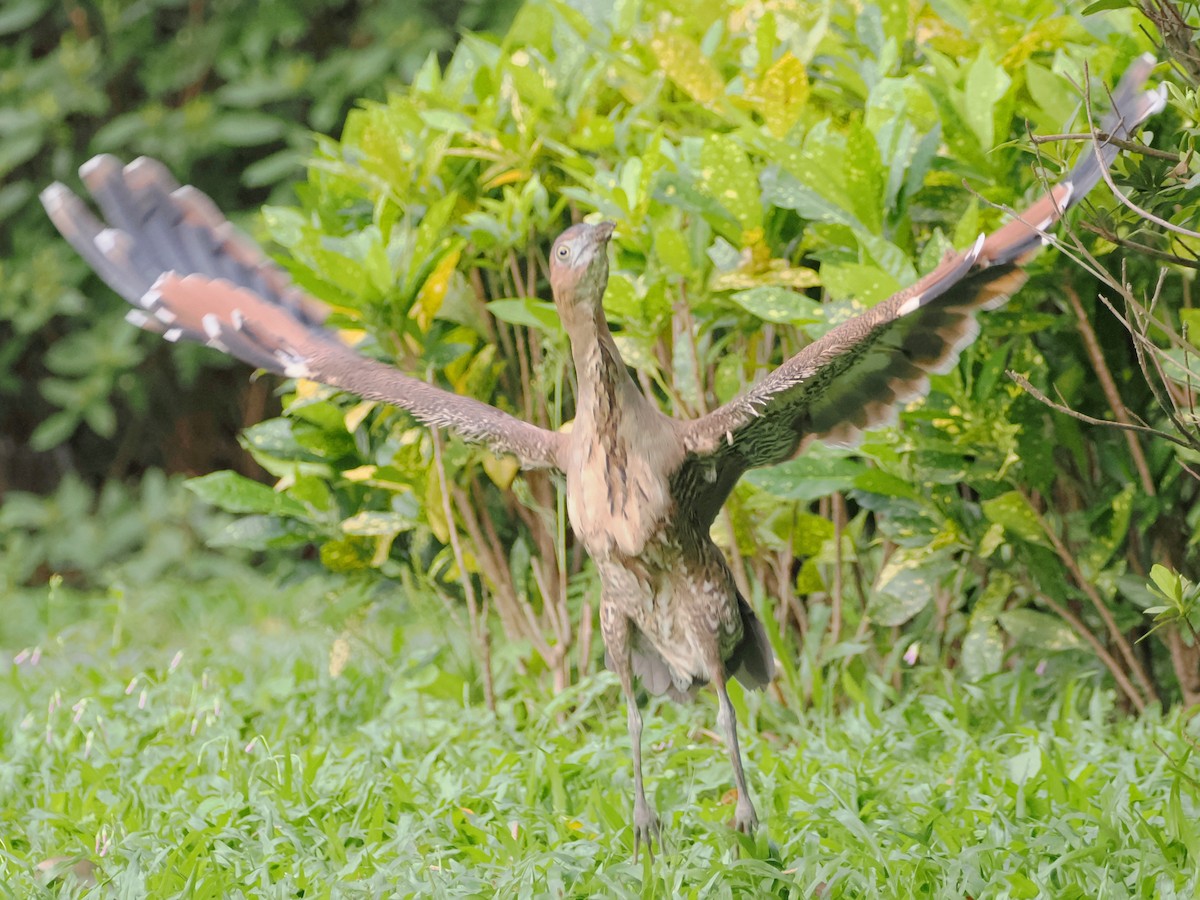 Malayan Night Heron - ML619418568