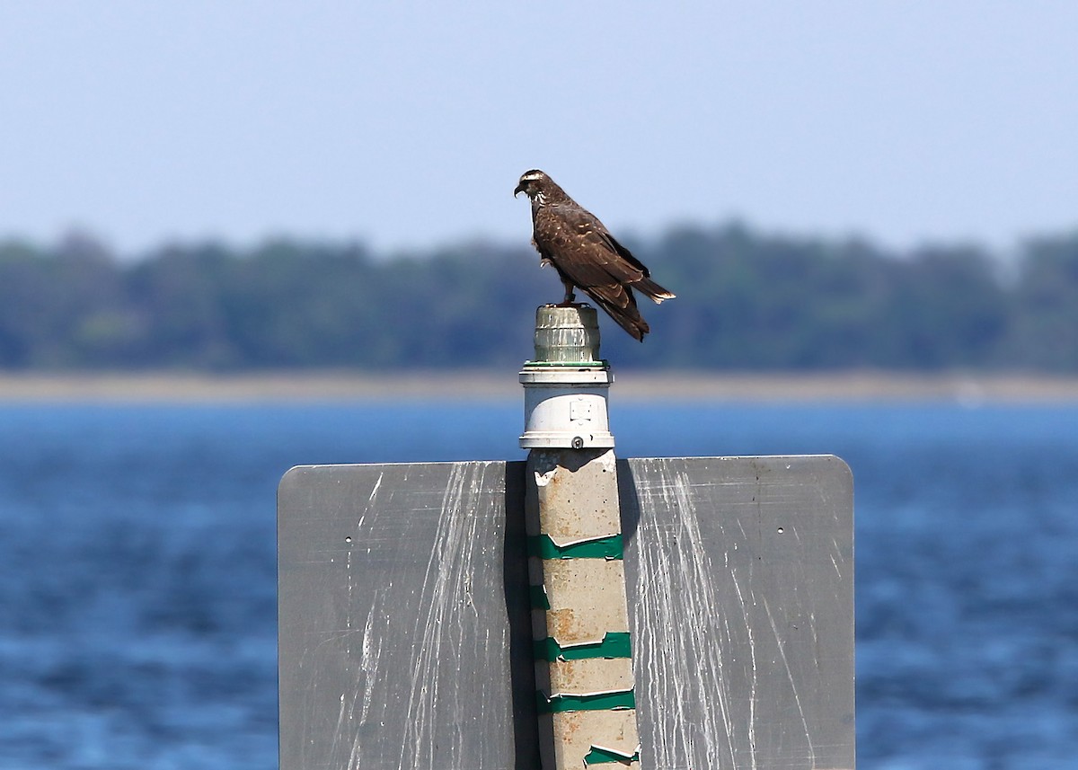 Snail Kite - William Clark