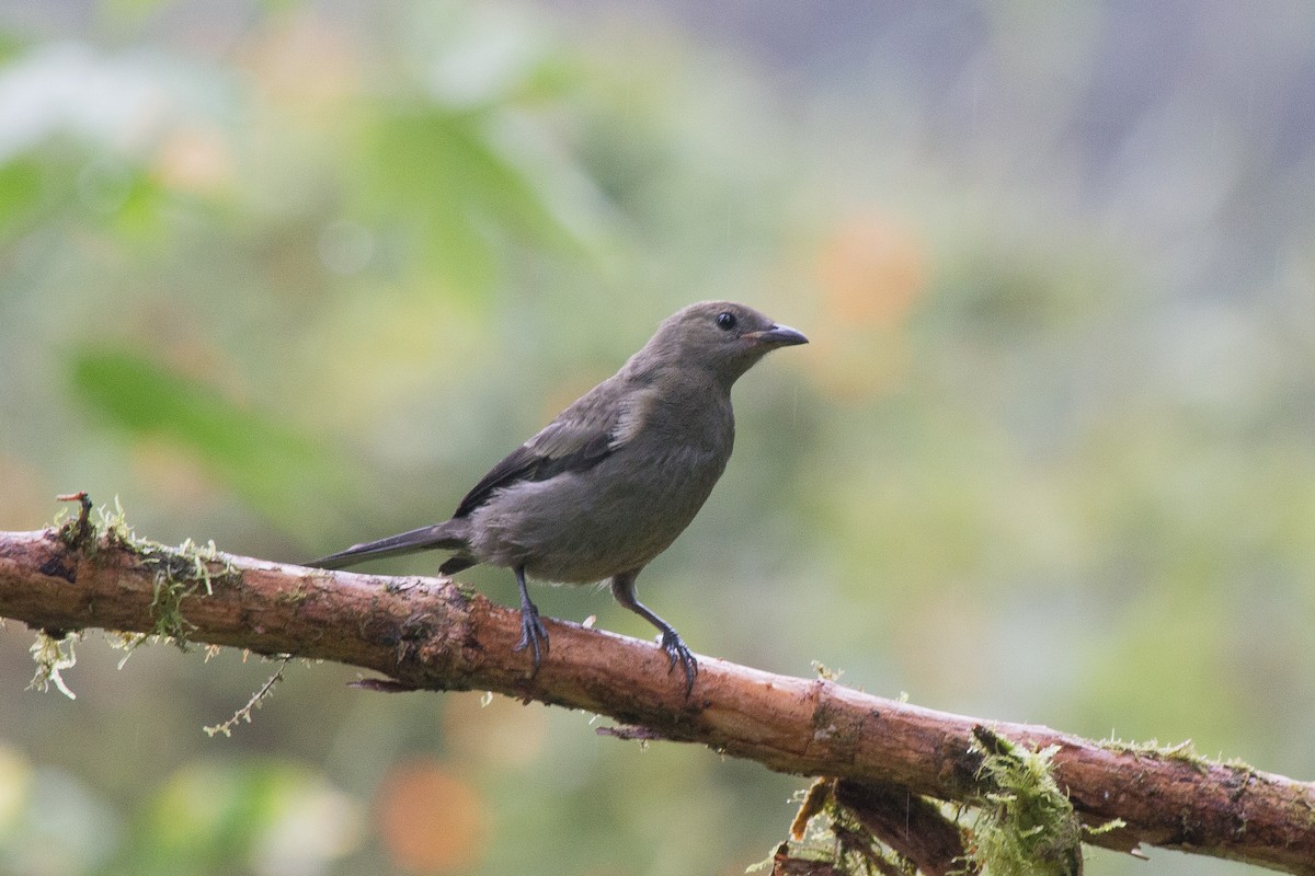 Palm Tanager - Nancy Davis