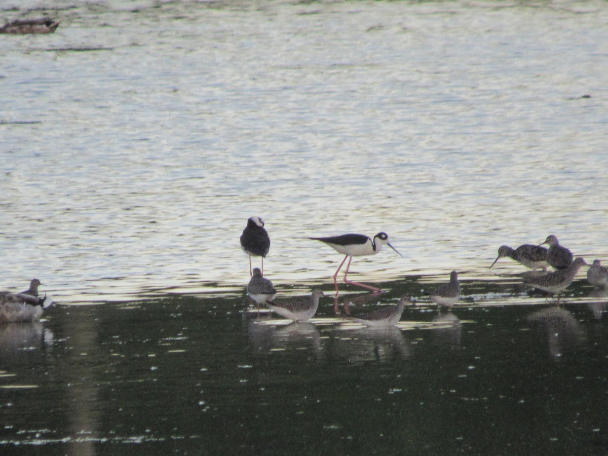 Black-necked Stilt - ML619418580