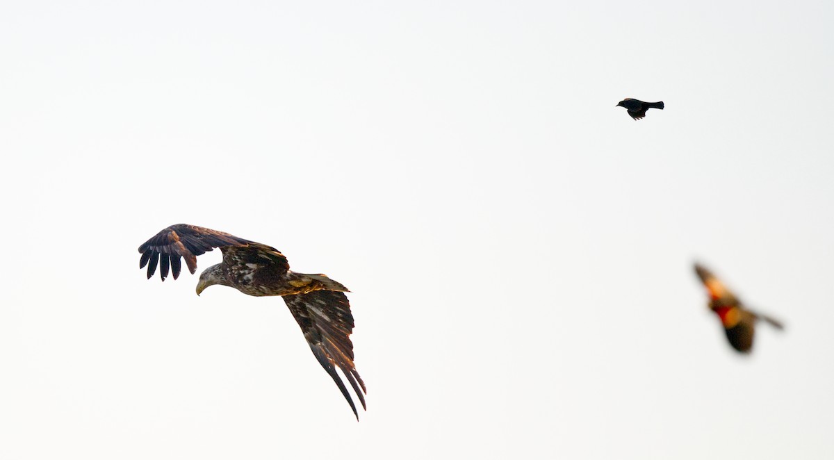 Bald Eagle - Travis Vance