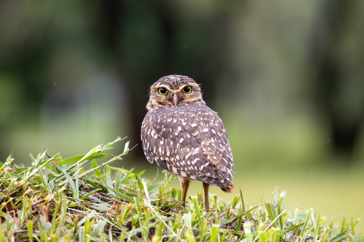 Burrowing Owl - Katia Oliveira