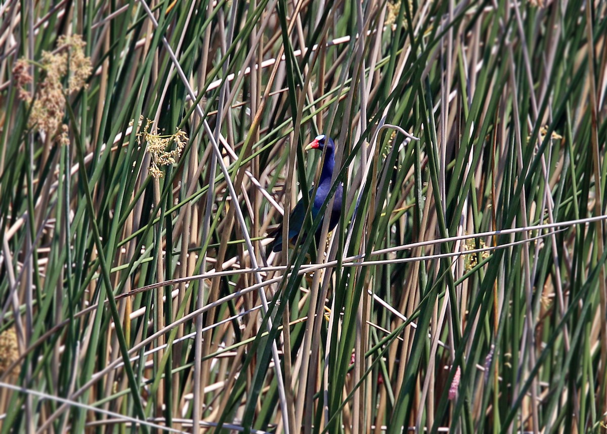 Purple Gallinule - ML619418589