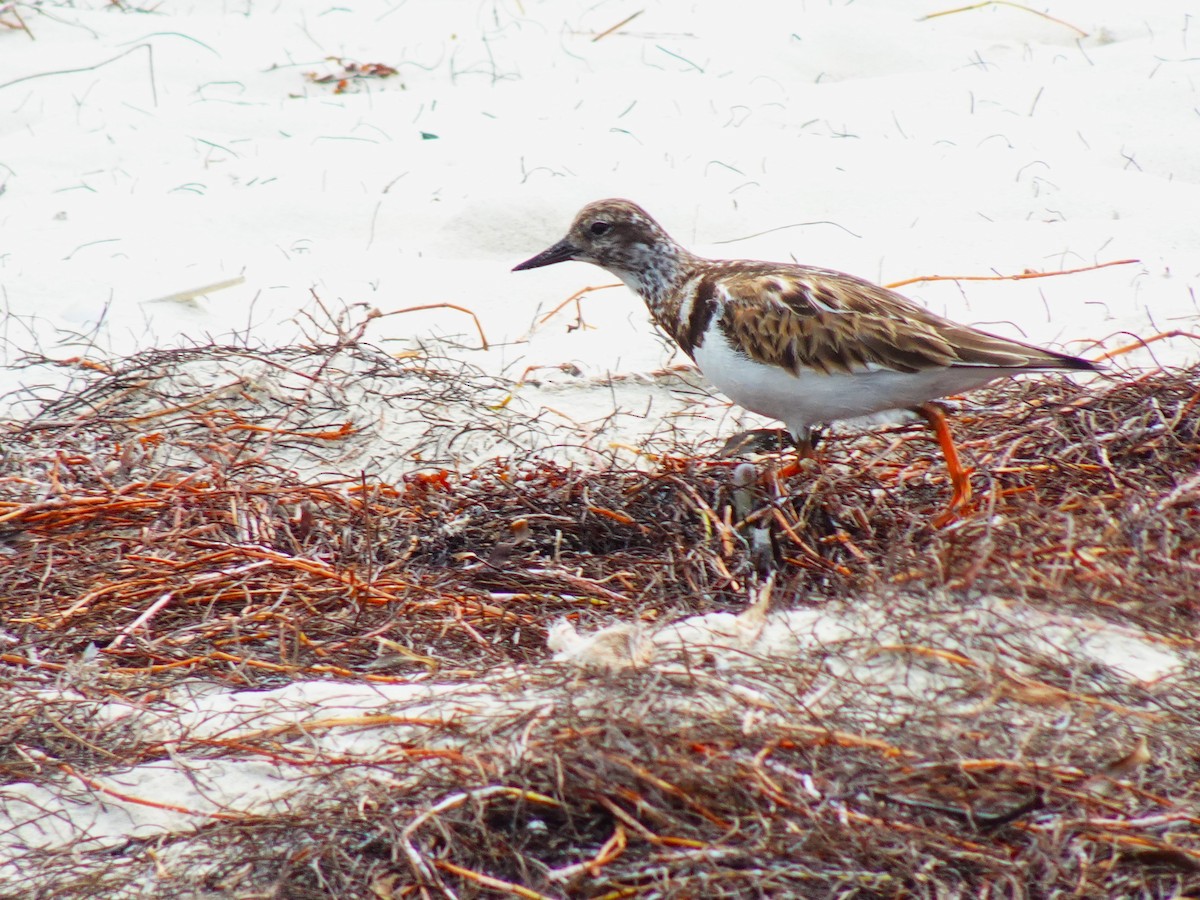 Ruddy Turnstone - ML619418590