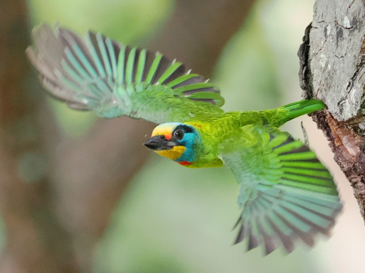 Taiwan Barbet - Charles Lam