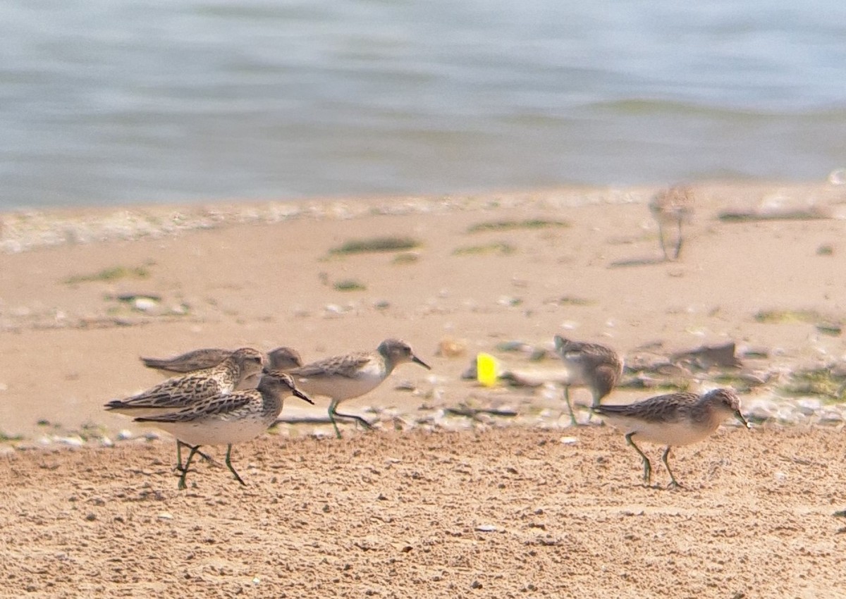 Semipalmated Sandpiper - Patrick M