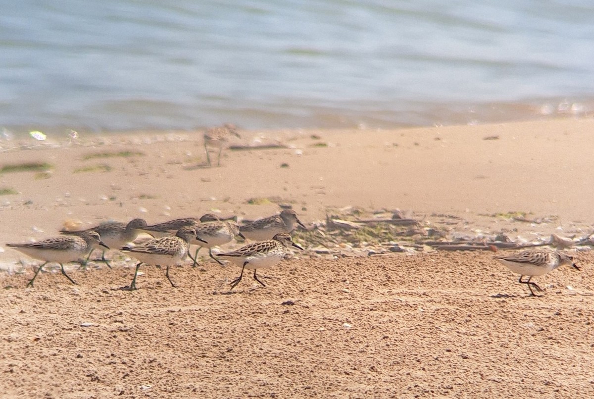 Semipalmated Sandpiper - Patrick M