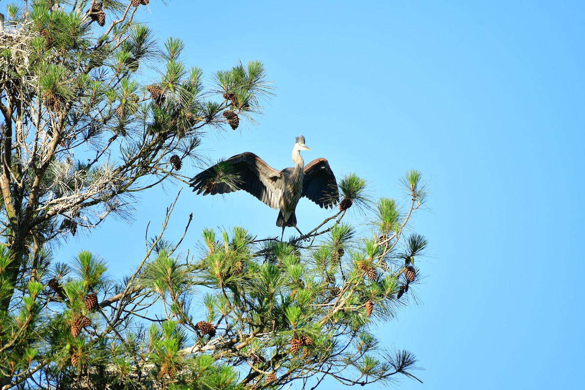 Great Blue Heron - Gary Warner