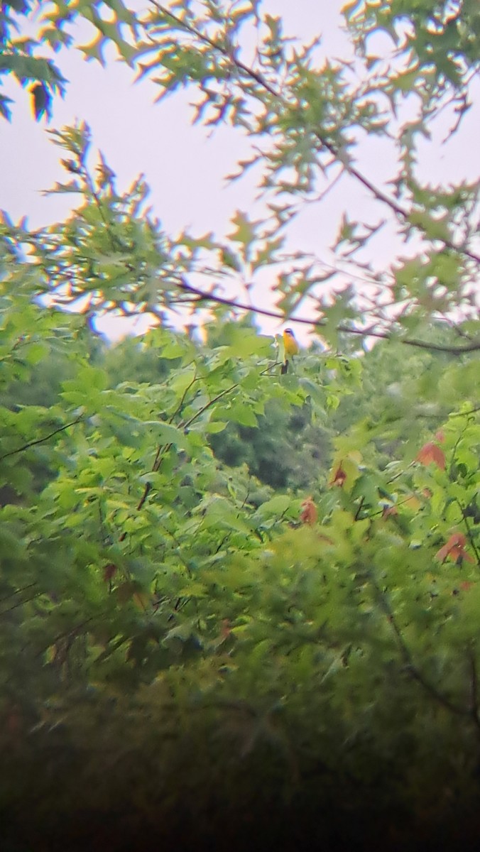 Yellow-breasted Chat - ML619418607