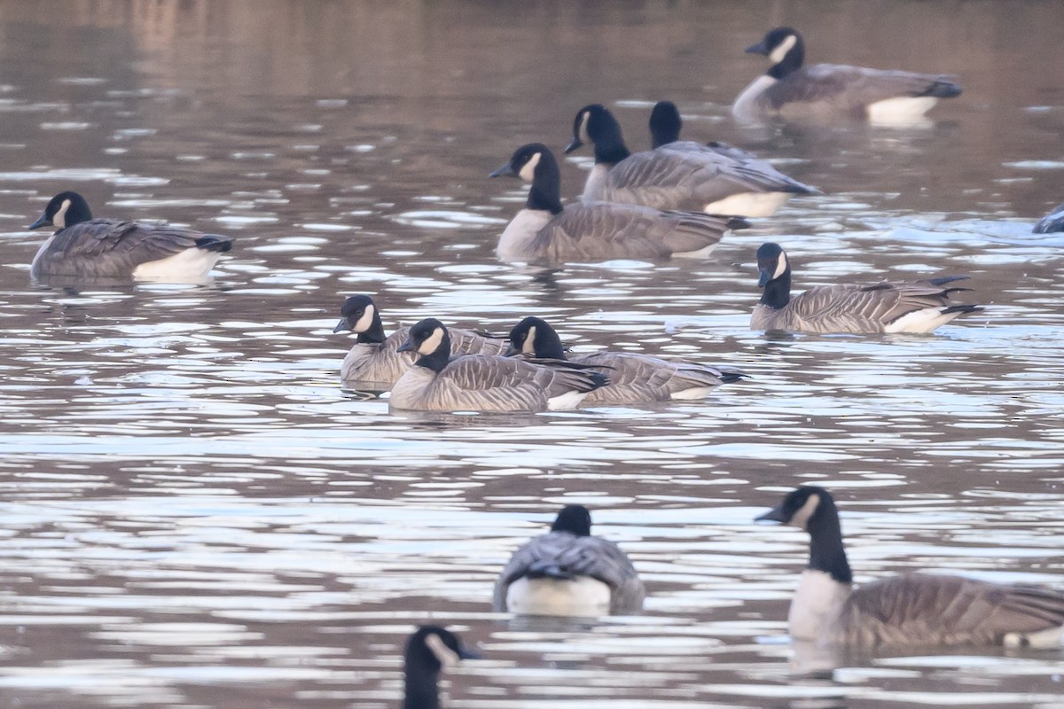 Cackling Goose - Stephen Davies