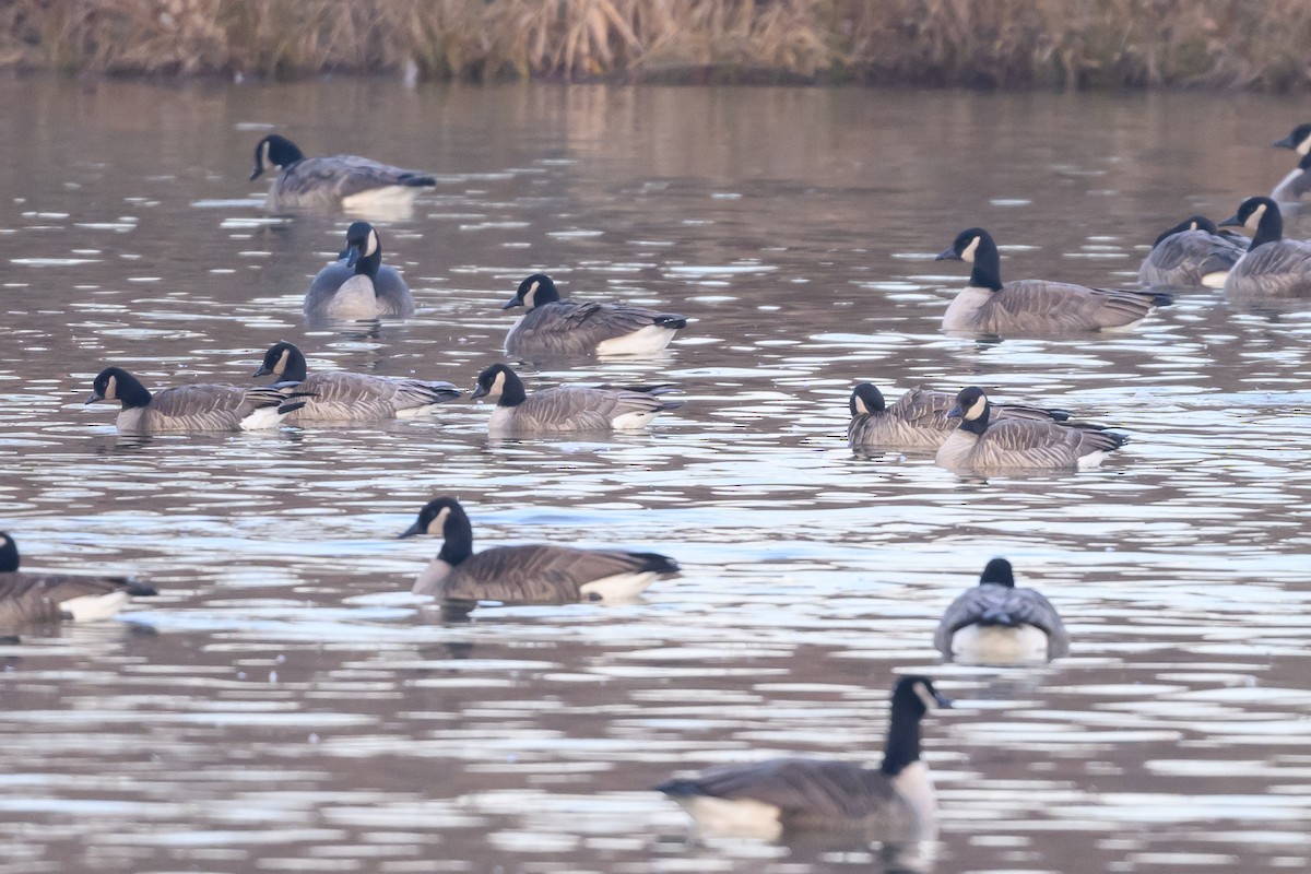 Cackling Goose - Stephen Davies