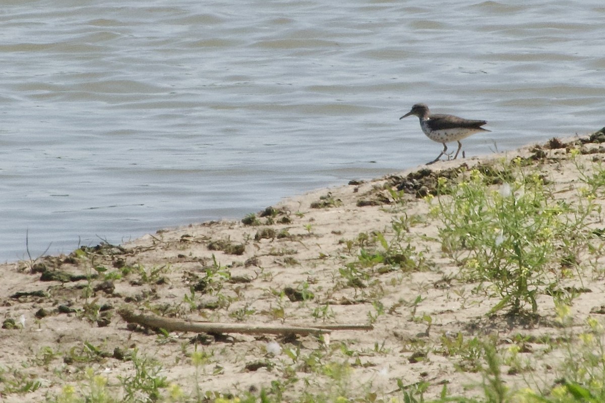 Spotted Sandpiper - Jerry Horak