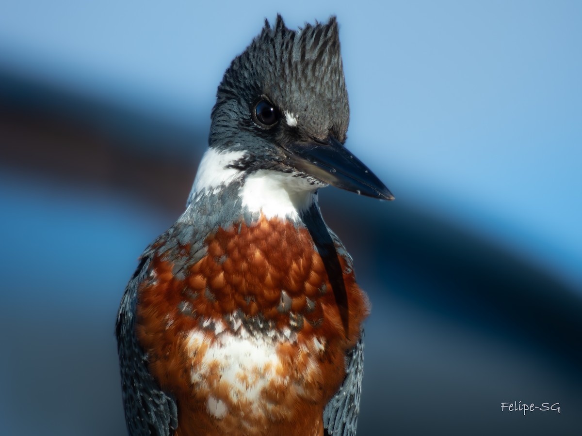 Ringed Kingfisher - Felipe Silva Guzmán