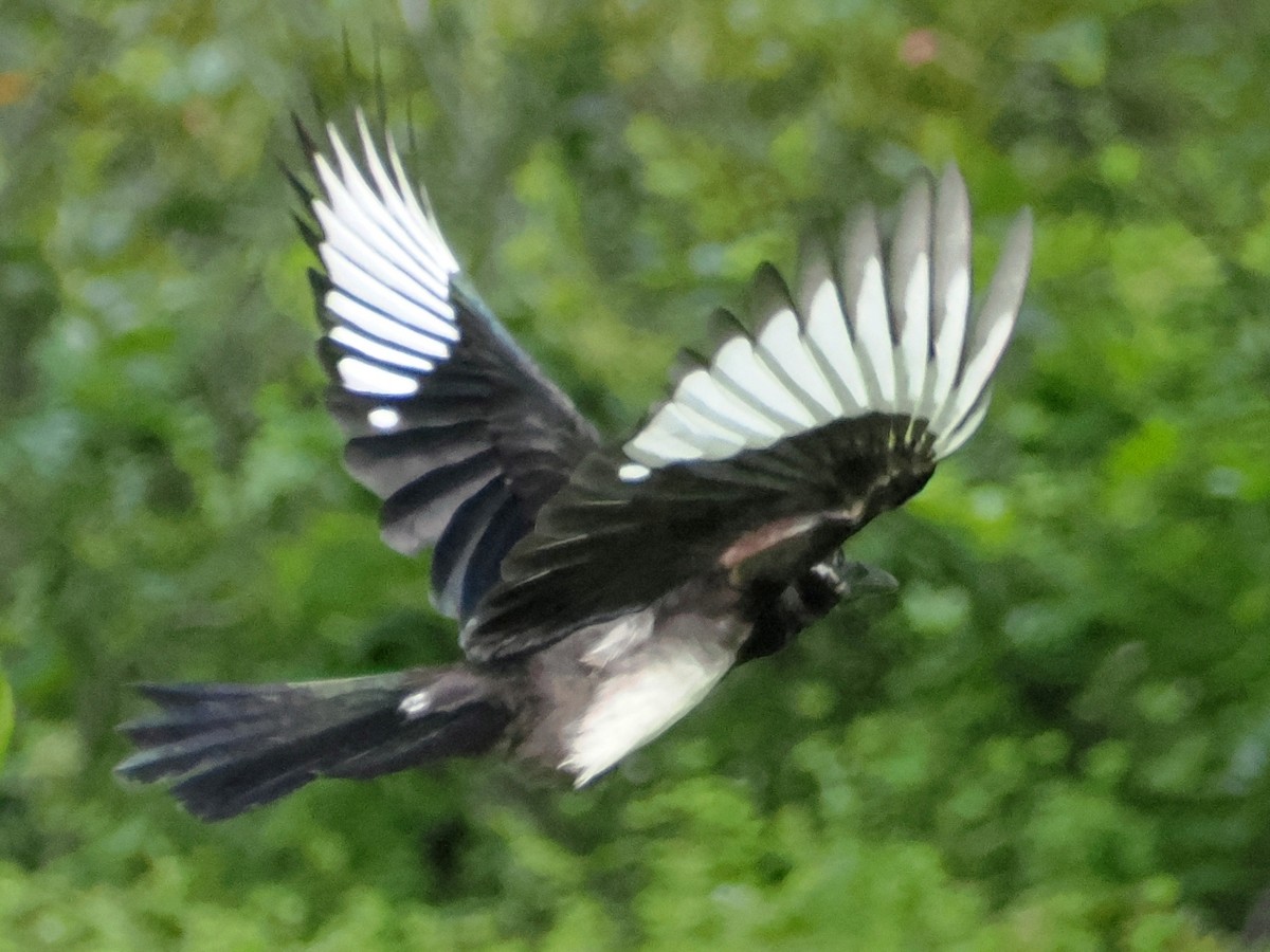 Oriental Magpie - Charles Lam