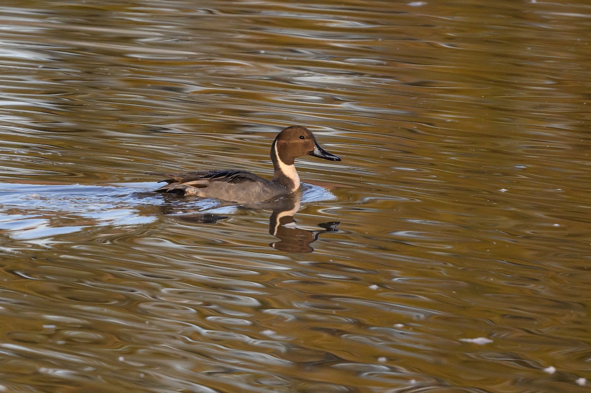 Northern Pintail - Stephen Davies