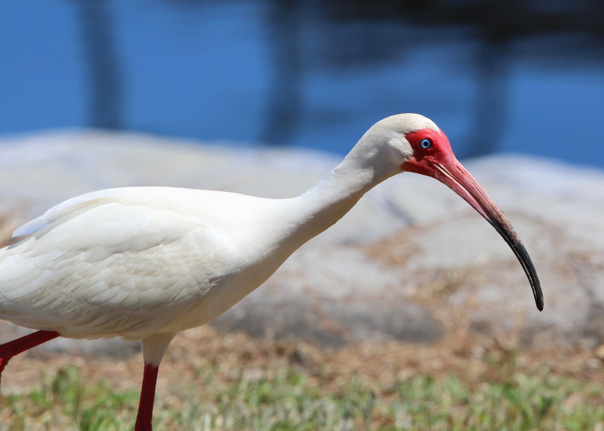 White Ibis - William Clark