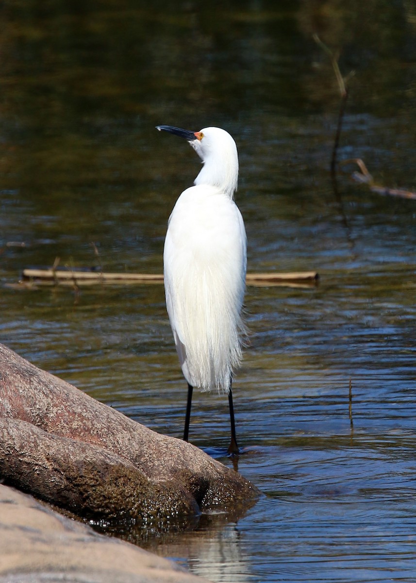 Snowy Egret - ML619418650