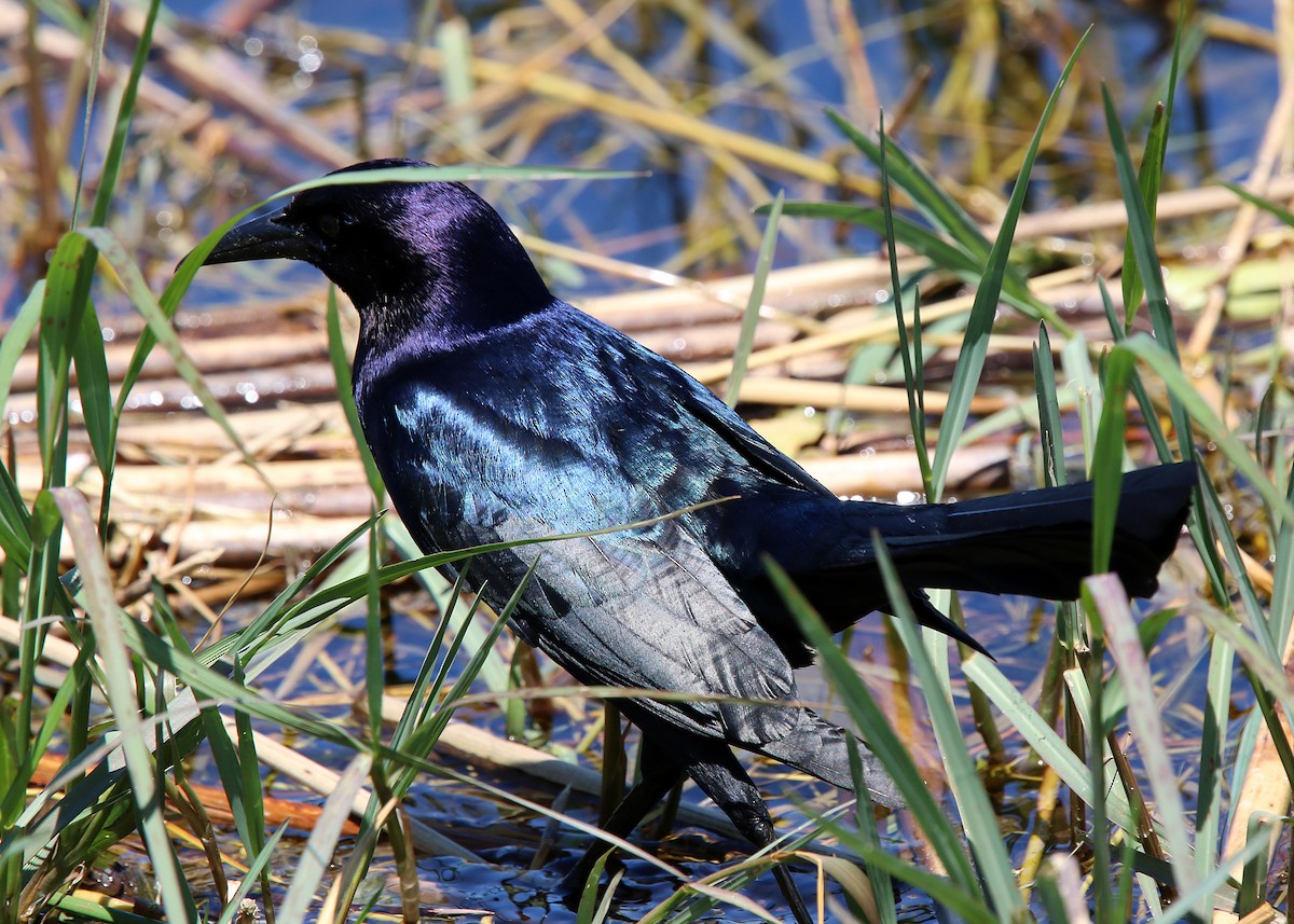 Boat-tailed Grackle - William Clark