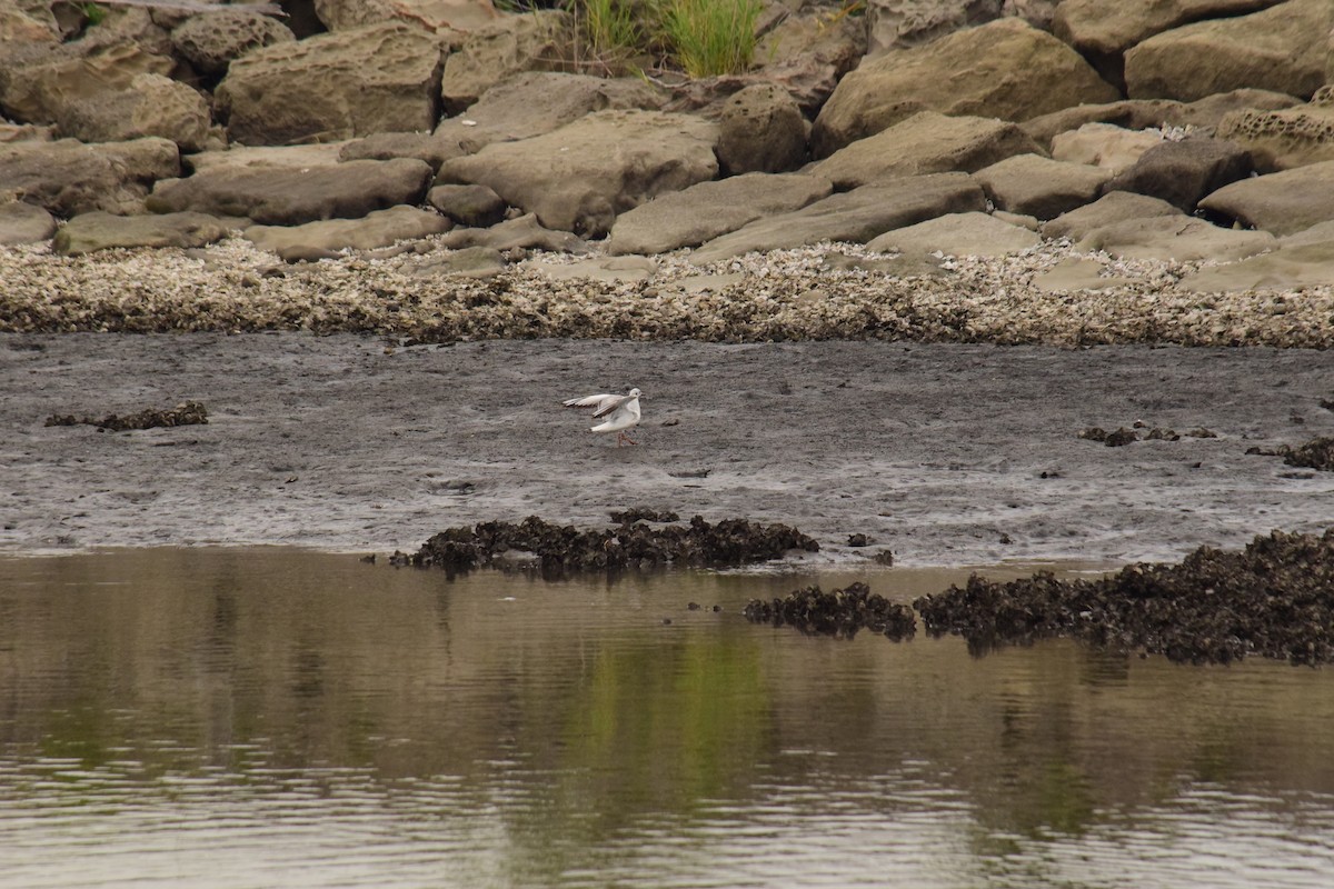 Black-headed Gull - Eddie Sebastian