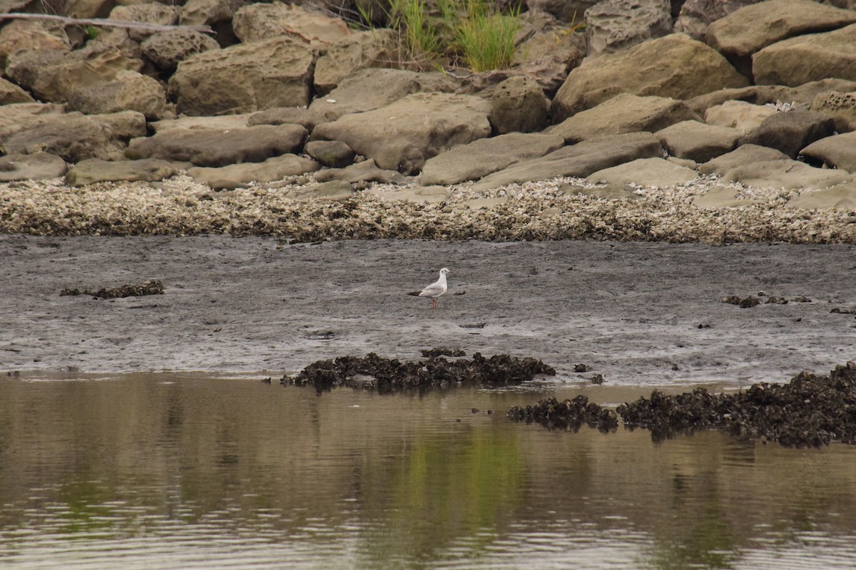 Black-headed Gull - Eddie Sebastian