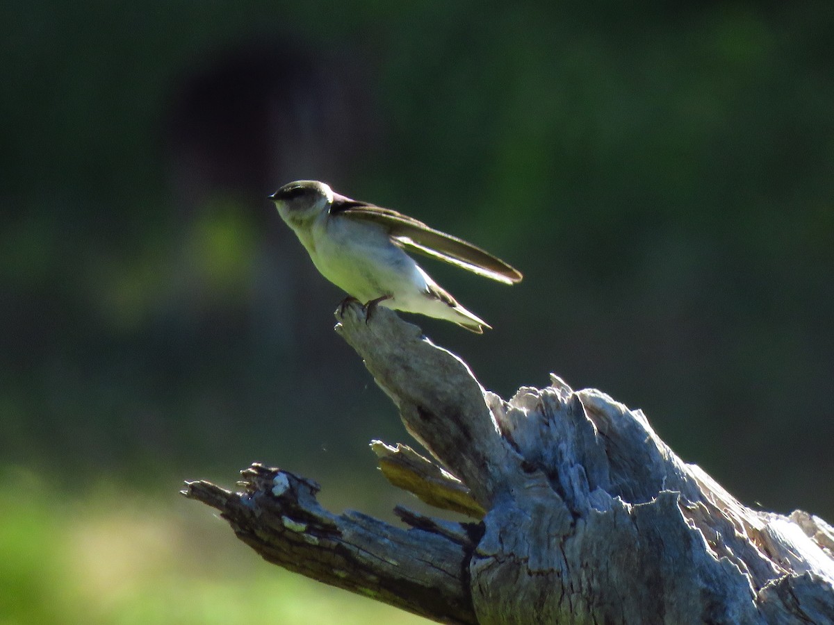 Northern Rough-winged Swallow - Lisa Larson